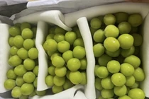 Nho “quý tộc” được bán với giá bèo ở chợ Việt