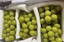 Nho “quý tộc” được bán với giá bèo ở chợ Việt