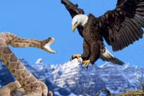 Sự khốc liệt của những cuộc chiến sinh tử trong thế giới động vật 