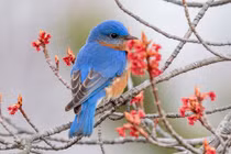 Người sinh ngày Âm lịch này dựa vào thực lực của mình để thành công