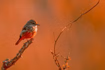 Người sinh tháng Âm lịch này IQ cực phẩm, EQ xuất sắc, giỏi kiếm tiền 