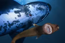  Cá mập xì gà- nỗi khiếp sợ của đại dương, tấn công cả tàu ngầm hạt nhân