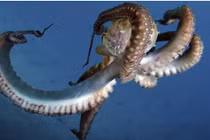 Kỳ lạ máu của nhiều loài vật không có màu đỏ 