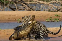  Ngưỡng mộ chiến thuật săn cá sấu khổng lồ của báo đốm châu Mỹ 