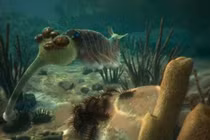 Sự hồi sinh kỳ diệu của chích chòe họng trắng