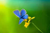 4 con giáp sự nghiệp thăng hoa trong tháng 2 Âm lịch