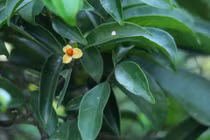 Thực hư việc cây xạ đen chữa khỏi bệnh ung thư