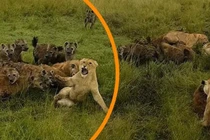 Sư tử cái bị đàn linh cẩu tấn công may mắn được bầy giải cứu