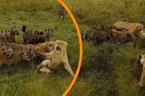 Sư tử cái bị đàn linh cẩu tấn công may mắn được bầy giải cứu