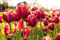 Phụ nữ sinh vào 3 tháng Âm lịch này là người vượng phu ích tử