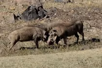 Clip: Màn hỗn chiến vô cùng ác liệt của 2 con heo rừng 