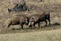 Clip: Màn hỗn chiến vô cùng ác liệt của 2 con heo rừng 