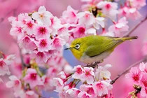  3 con giáp tài lộc tăng vùn vụt trước Tết Nguyên đán