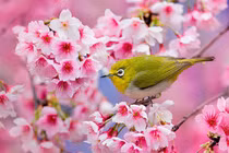  3 con giáp tài lộc tăng vùn vụt trước Tết Nguyên đán