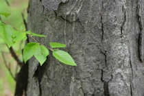 Bí ẩn loài cây được mệnh danh "mộc vương", cứng hơn thép, đạn bắn không thủng