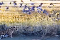  Clip: Kẻ đi săn trở thành con mồi trong tích tắc