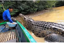 Tình bạn kỳ lạ 26 năm giữa một ngư dân Indonesia với cá sấu 