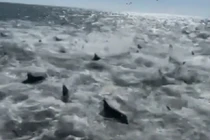 Choáng với cảnh những con cá mập ăn một đàn lớn cá mòi