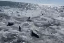 Choáng với cảnh những con cá mập ăn một đàn lớn cá mòi