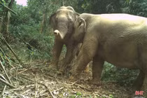 Khám phá những giá trị tiềm ẩn của Vườn Quốc gia Vũ Quang