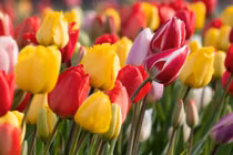  Nửa cuối tháng 12, 3 con giáp vượt khó, phú quý gấp bội