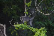 Số phận đàn voọc quý hiếm ở Kiên Giang 12 năm sau di dời