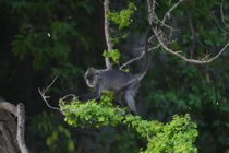 Số phận đàn voọc quý hiếm ở Kiên Giang 12 năm sau di dời