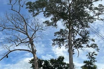  Khánh Hòa: Cây di sản hàng trăm tuổi bất ngờ bị chết