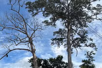  Khánh Hòa: Cây di sản hàng trăm tuổi bất ngờ bị chết