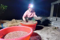 Người dân Hải Dương thức đêm săn đặc sản rươi, thu tiền triệu