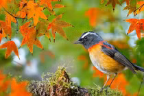 Tháng 5 Âm lịch, 4 con giáp đón nhận vận may, đếm tiền mỏi tay