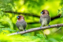  4 con giáp bình an vô sự, ăn ngon ngủ kỹ suốt mùa hè này