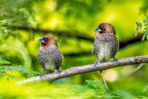  4 con giáp bình an vô sự, ăn ngon ngủ kỹ suốt mùa hè này