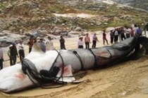 Bí ẩn "thủy quái" ở Tân Cương đã được khám phá