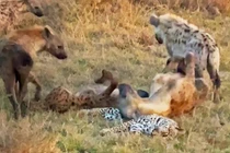 Hành động kỳ lạ của bầy linh cẩu bên xác báo hoa mai 