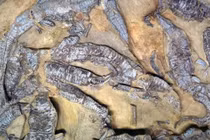 Giải mã "ổ quái vật" thằn lằn đại bàng hơn 200 triệu tuổi