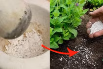 Những loại bột có sẵn trong nhà được xem như "tiên dược" cho cây