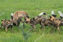 Cuộc chiến khốc liệt giữa 2 chú linh cẩu và đàn chó hoang châu Phi