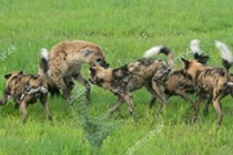 Cuộc chiến khốc liệt giữa 2 chú linh cẩu và đàn chó hoang châu Phi