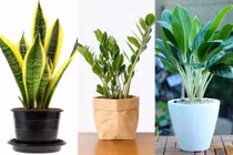8 loại cây phong thủy đem đến may mắn, tài lộc cho người mệnh Kim