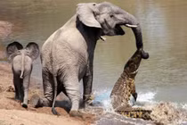 Những pha săn mồi cực kỳ kinh dị của cá sấu 