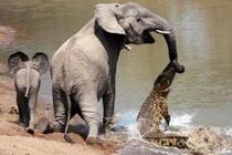 Những pha săn mồi cực kỳ kinh dị của cá sấu 