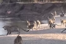 Clip: Báo hoa mai bỏ chạy khi bị đàn khỉ đầu chó dọa 