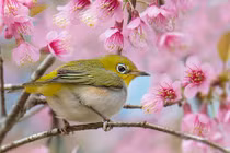 3 con giáp có vận may lớn, sau Tết Nguyên đán gặp quý nhân