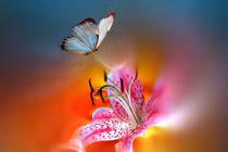 Người sinh ngày Âm lịch này hưởng phúc lành từ bé, lớn lên xuất sắc