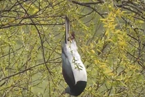 Bồ câu gỗ New Zealand được mệnh danh là "những gã say xỉn trên trời"