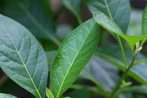 Cây mật gấu tốt cho gan?