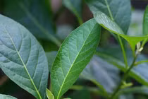 Cây mật gấu tốt cho gan?