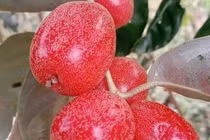 Nhiều công dụng bất ngờ từ thứ quả chua chát trong vườn