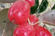 Nhiều công dụng bất ngờ từ thứ quả chua chát trong vườn